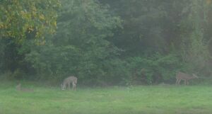 Three Deer (64KB JPG)